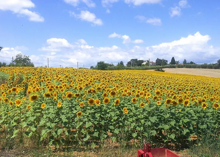 Pet Friendly In With Wifi *